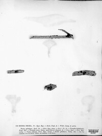 Exidia recisa image